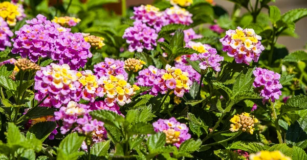 장식용 과꽃은 키프로스 주민들 의정원 계단식논 발코니 장식하는 전통적 것이다 — 스톡 사진
