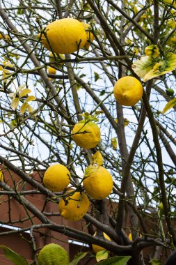 Kıbrıs 'ta bahar büyülü bir zamandır. Bazı meyve ağaçları yeni çiçek açtığında, diğerleri olgunlaşmış meyve topluyor.     