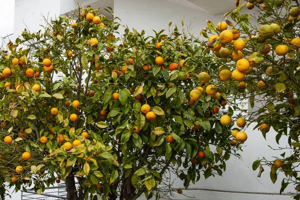 Jaro Kypru Kouzelná Doba Když Některé Ovocné Stromy Právě Kvetou — Stock fotografie
