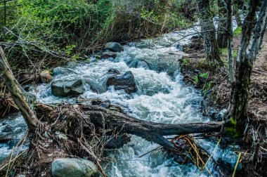 Kakopetria dağ köyünden akan Karkotis Nehri, yazın asla kurumaz, fakat ilkbaharda azgın bir dereye dönüşür..       