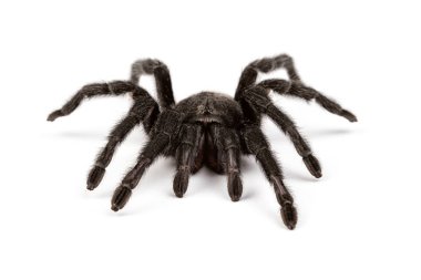 Örümcekler pelt izole fotoğrafı