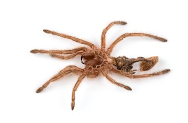 Makro izole örümcekler deri fotoğrafı