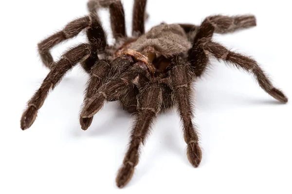 Foto macro isolada de aranha marrom — Fotografia de Stock