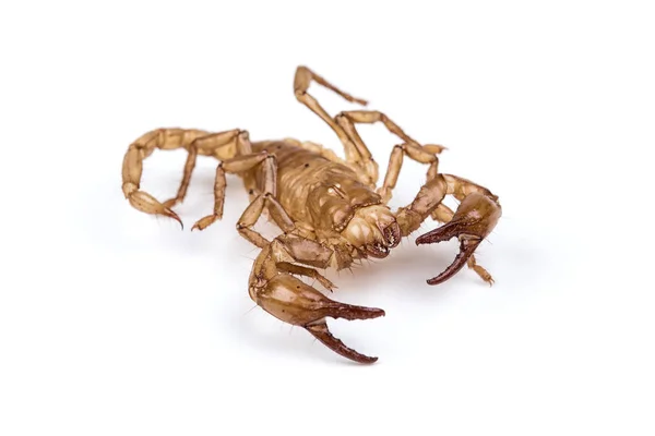 Foto aislada de escorpión marrón — Foto de Stock