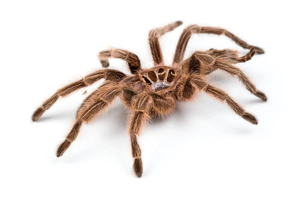 Macro foto de aranhas marrons molt — Fotografia de Stock