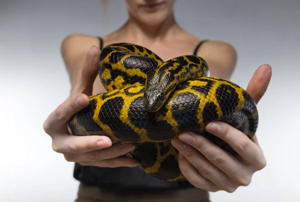 여 자가 보여주는 노란 뱀 — 스톡 사진