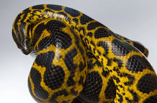 Crawling yellow snake in knot — Stock Photo, Image