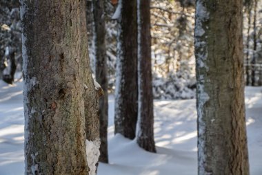 Kışın ağaç gövdeleri