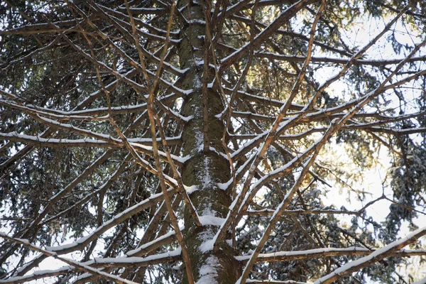 Rama de árbol de abeto viejo — Foto de Stock