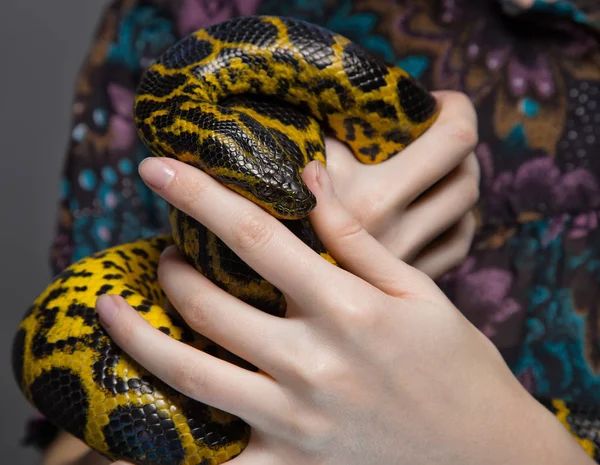 여 대 손에서 뱀 아나콘다 — 스톡 사진