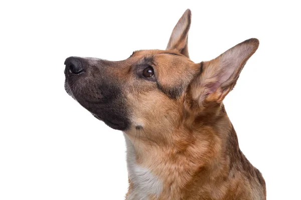 Porträt eines Schäferhundes — Stockfoto