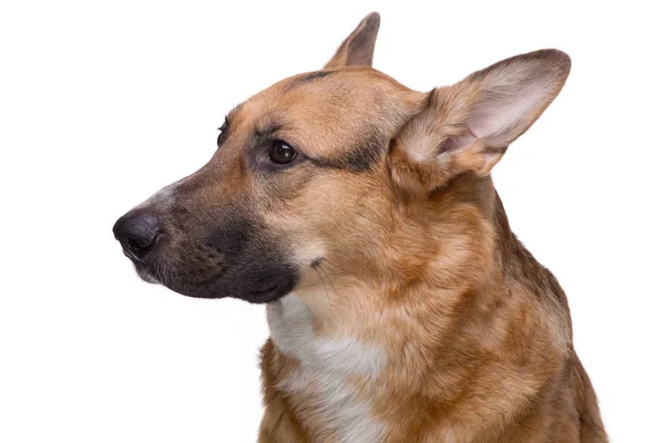 Portrait of looking side shepherd — Stock Photo, Image