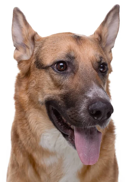 Porträt eines Schäferhundes — Stockfoto