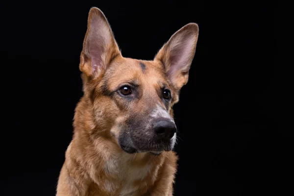 Op zoek naar kant Duitse herder — Stockfoto