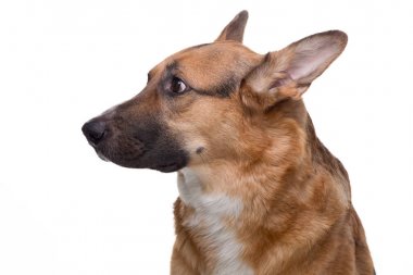 Yan Alman çoban bakarak portre