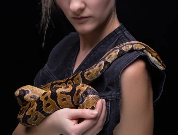 Žena hospodářství královská python — Stock fotografie