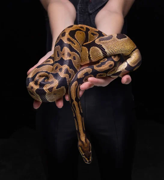 年轻女子控股 python — 图库照片