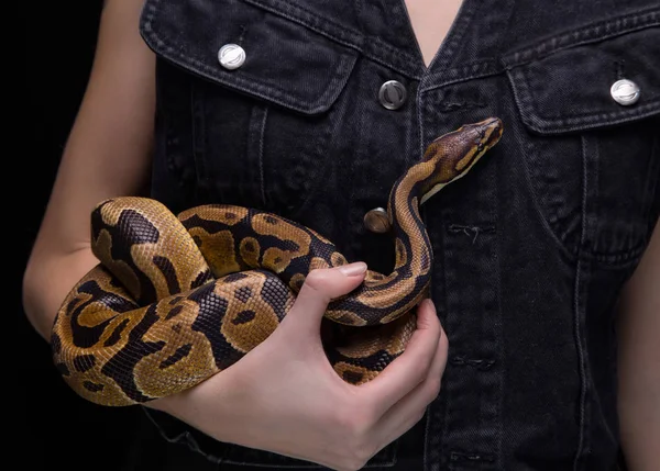 Žena s míč python — Stock fotografie