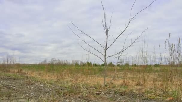 Pequeño árbol a principios de primavera — Vídeos de Stock