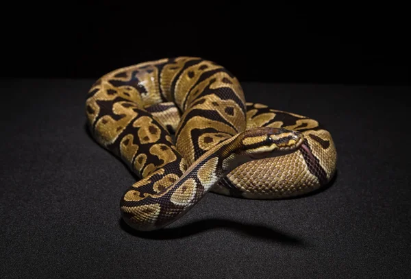 Foto van bruin Koninklijke python — Stockfoto