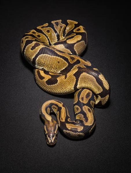 Imagen de bola marrón python — Foto de Stock