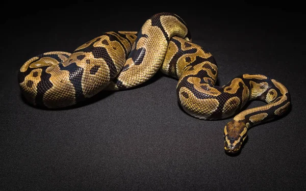 Foto de cobra de estimação marrom — Fotografia de Stock