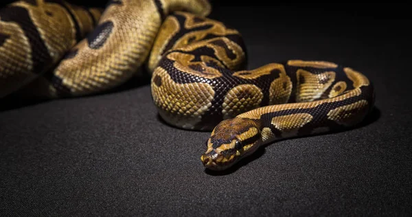 Imagem de cobra de estimação marrom — Fotografia de Stock