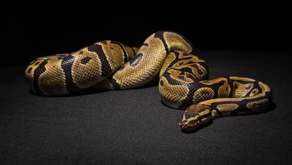 갈색 공 python의 근접 촬영 사진 — 스톡 사진