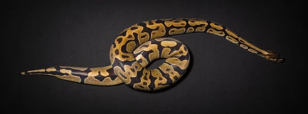 Photo of royal pythons loop — Stock Photo, Image
