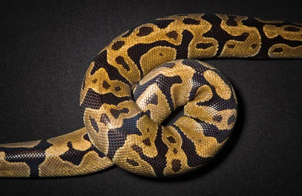 Fotó royal Python hurkot — Stock Fotó