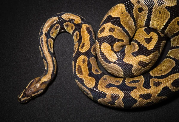 Foto de python real — Fotografia de Stock