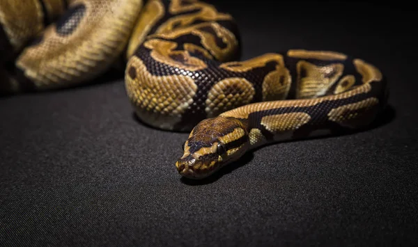 Closeup foto de python real marrom — Fotografia de Stock