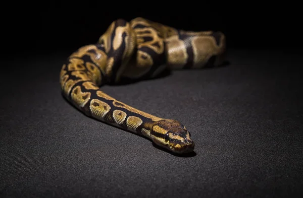 Foto de bola marrom python — Fotografia de Stock