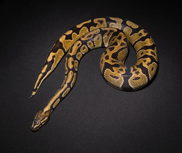 Foto de bola python — Fotografia de Stock