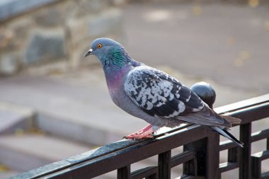 Gri yabani güvercin fotoğrafı