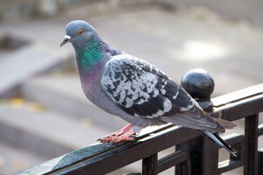 Fotoğraf gri yabani güvercin