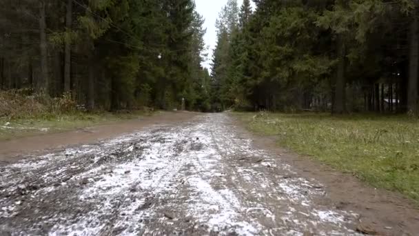 Film z lasu, krótkiego spaceru — Wideo stockowe