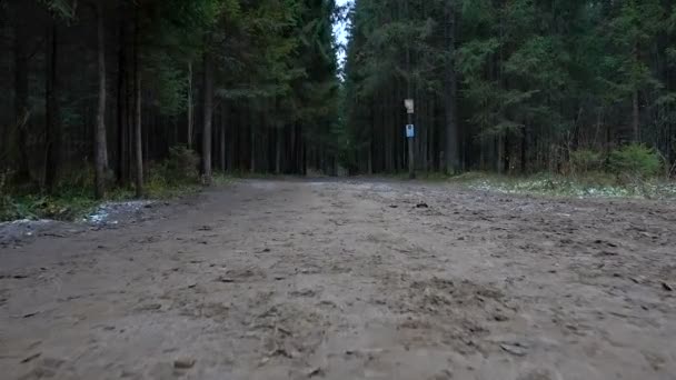 Vídeo del camino forestal — Vídeos de Stock