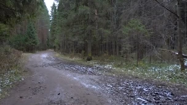 水たまりを冷凍森のビデオ — ストック動画