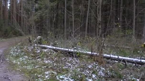 Vídeo de floresta congelada bagunça — Vídeo de Stock