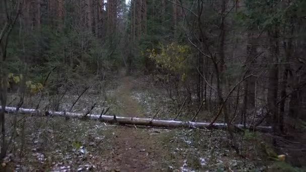 Видео упавшего дерева на тропе — стоковое видео