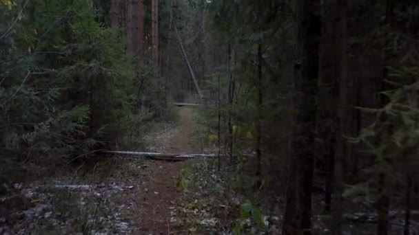 Árbol caído en el camino en el bosque — Vídeos de Stock