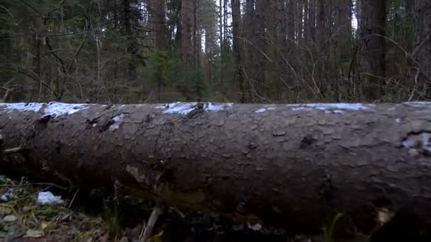 Vídeo de árvore caída no caminho — Vídeo de Stock