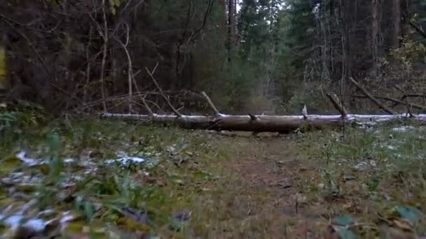 Caminando en el bosque y árboles caídos — Vídeos de Stock