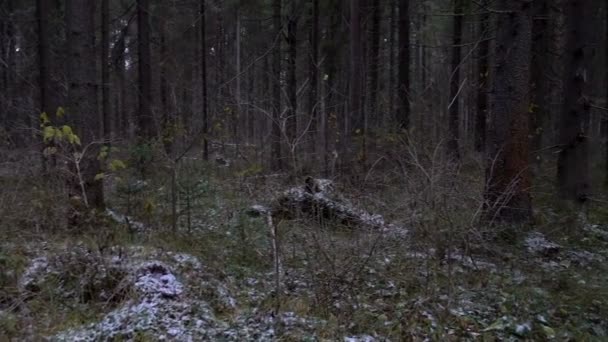 Alrededor de la vista en el paisaje forestal — Vídeos de Stock