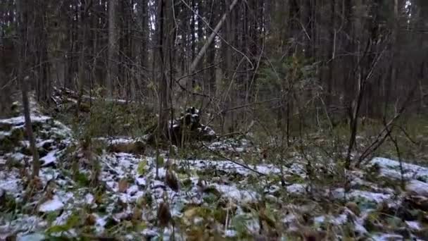 Vue autour du sous-bois de la forêt — Video