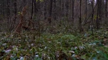 Orman çalılar çekim