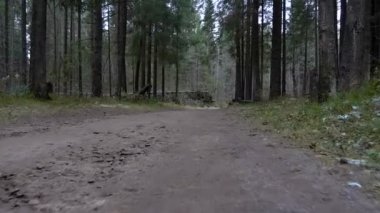 Orman yolda yürürken