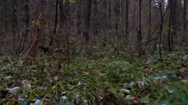 Schieten in het kreupelhout bos — Stockvideo