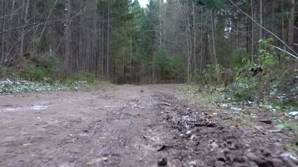 森の道の上を歩く — ストック動画